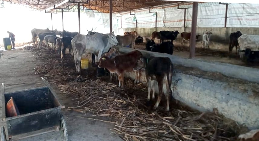 Money not received for cow's fodder for nine months
