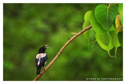 birds world and my life memories of childhood with village and birds family