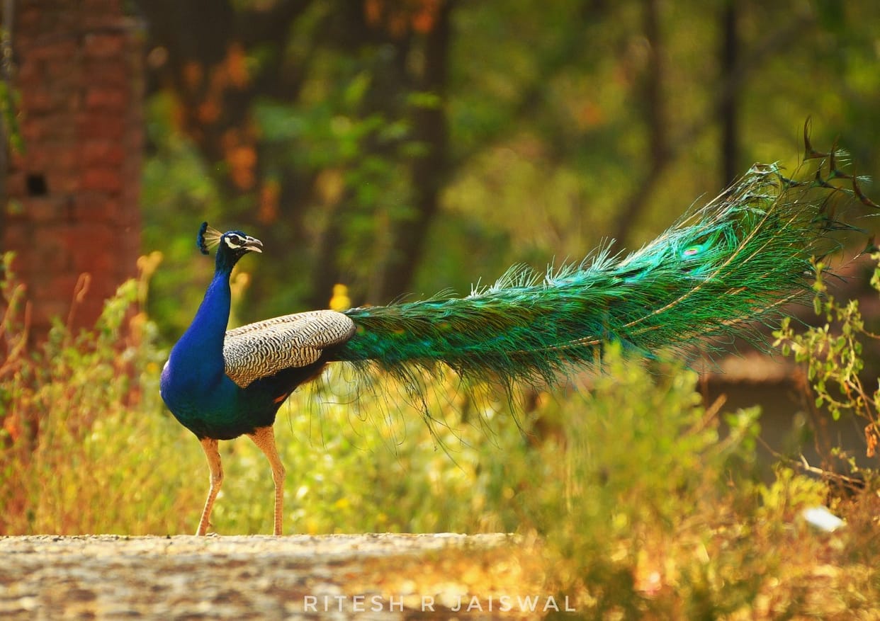birds world and my life memories of childhood with village and birds family