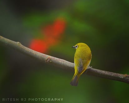 birds world and my life memories of childhood with village and birds family