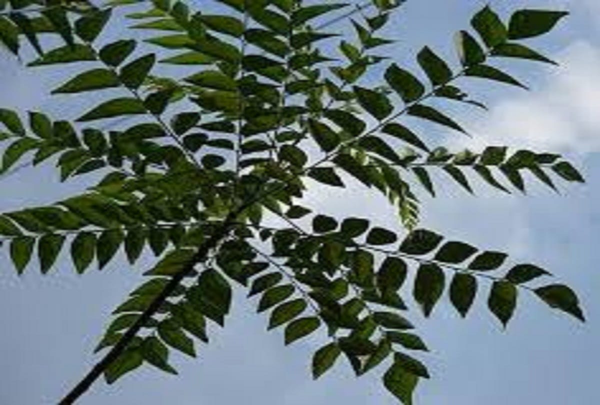 Curry leaf tea is beneficial for controlling blood sugar know other benefits of curry leaf tea