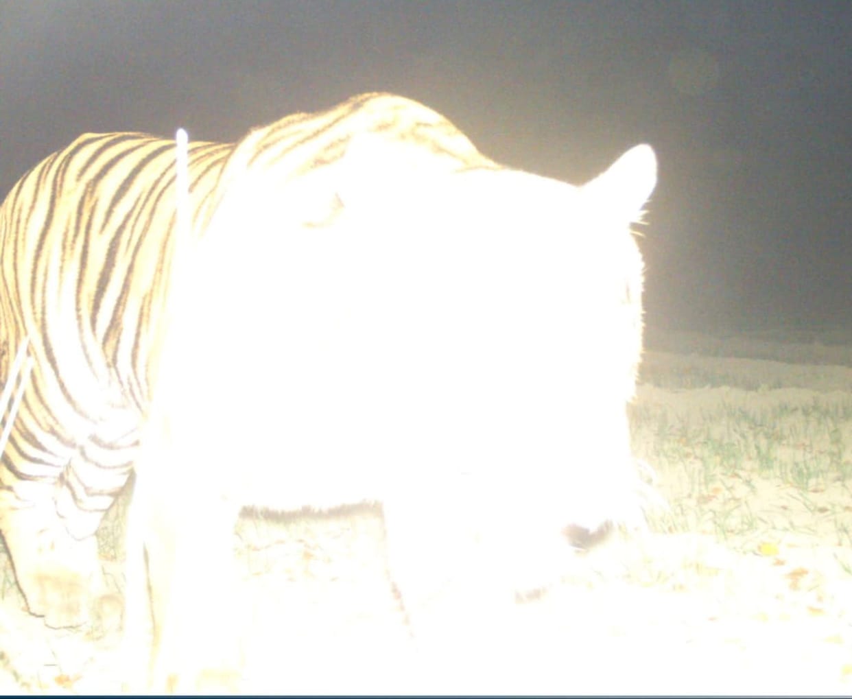 The tiger is not roaming in Amrutpur