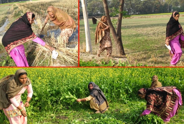 Kisan Andolan Today Latest News: Women are doing agricultural work in Punjab after farmers go to delhi