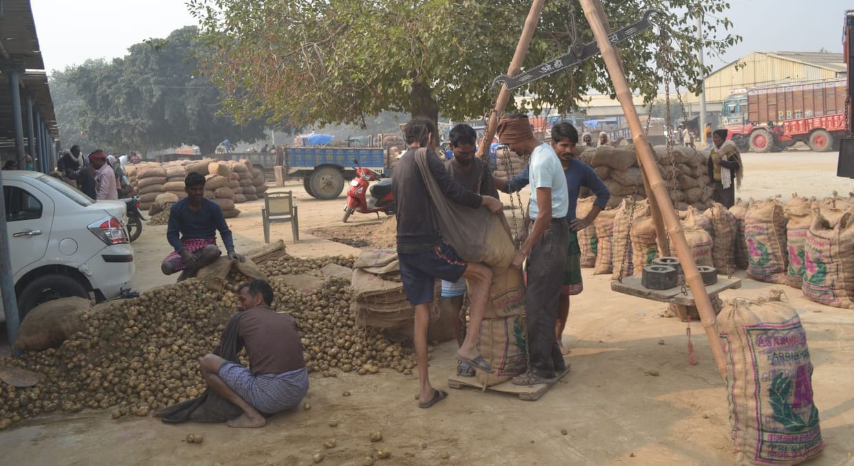 Price of potato dropped by Rs 700 a quintal, farmer disappointed
