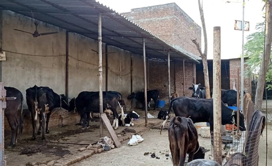 Ram trusts the system of animal feed