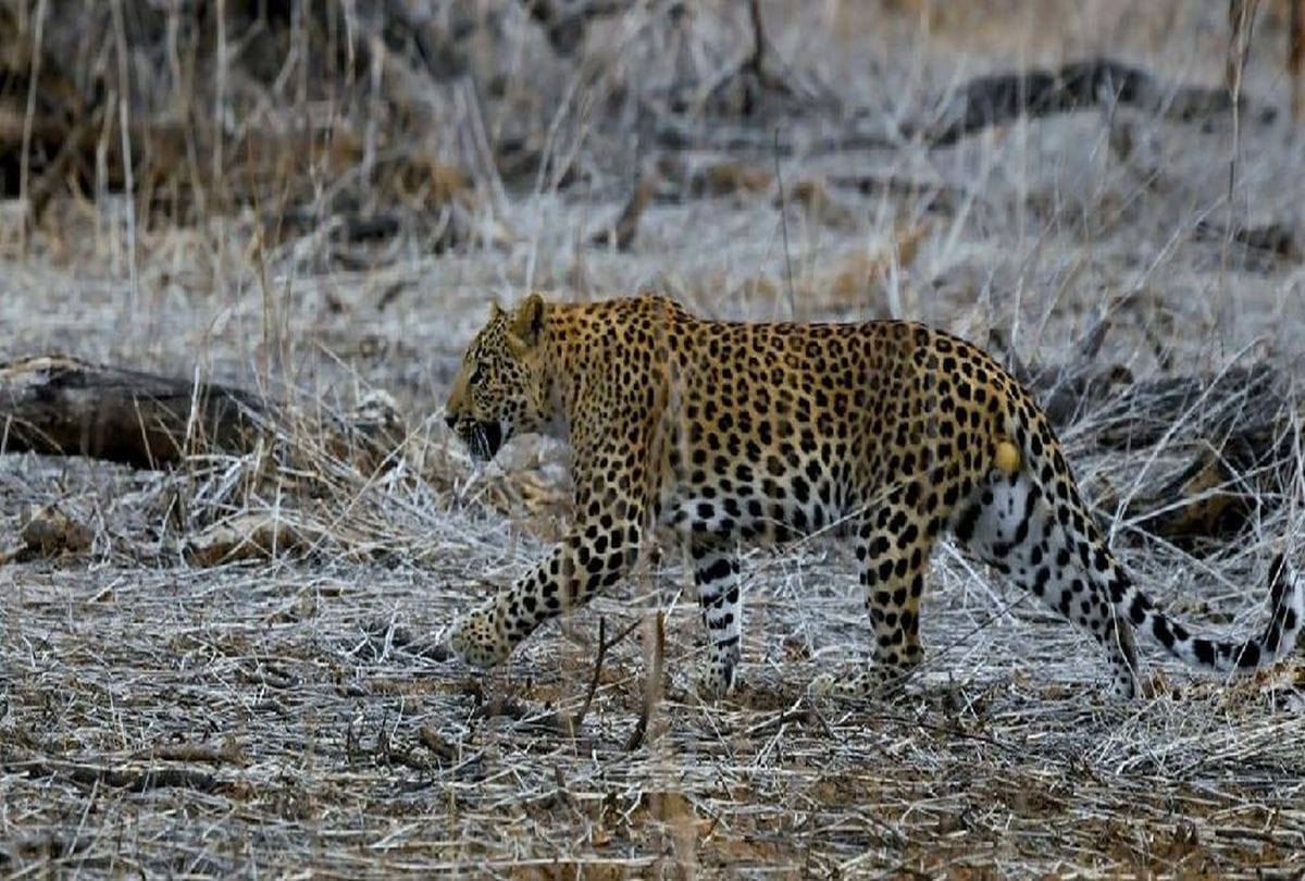Leopard Attacks In Chambal Forest People In Panic