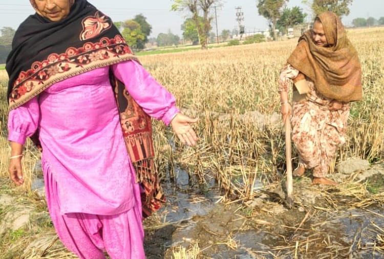 Kisan Andolan Today Latest News: Women are doing agricultural work in Punjab after farmers go to delhi