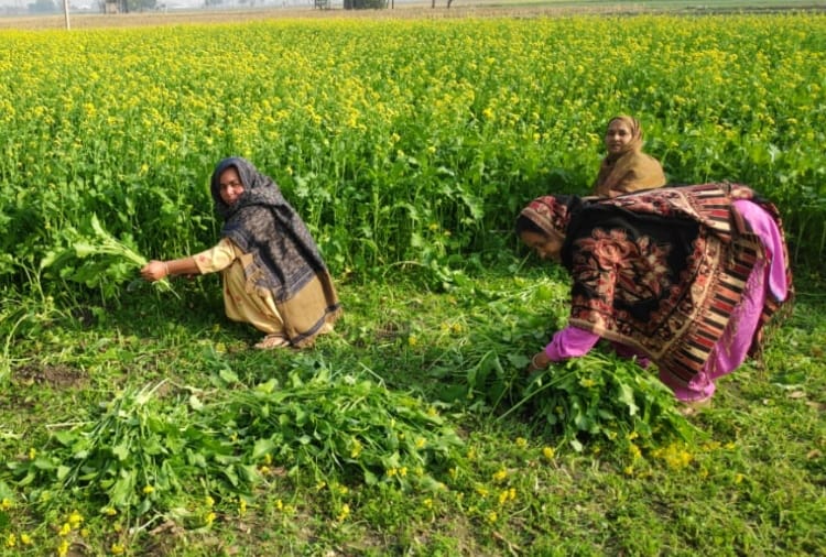 Kisan Andolan Today Latest News: Women are doing agricultural work in Punjab after farmers go to delhi