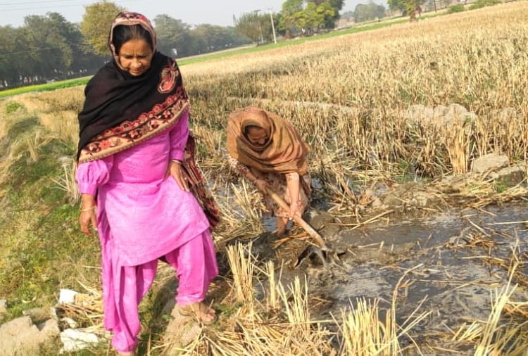 Kisan Andolan Today Latest News: Women are doing agricultural work in Punjab after farmers go to delhi