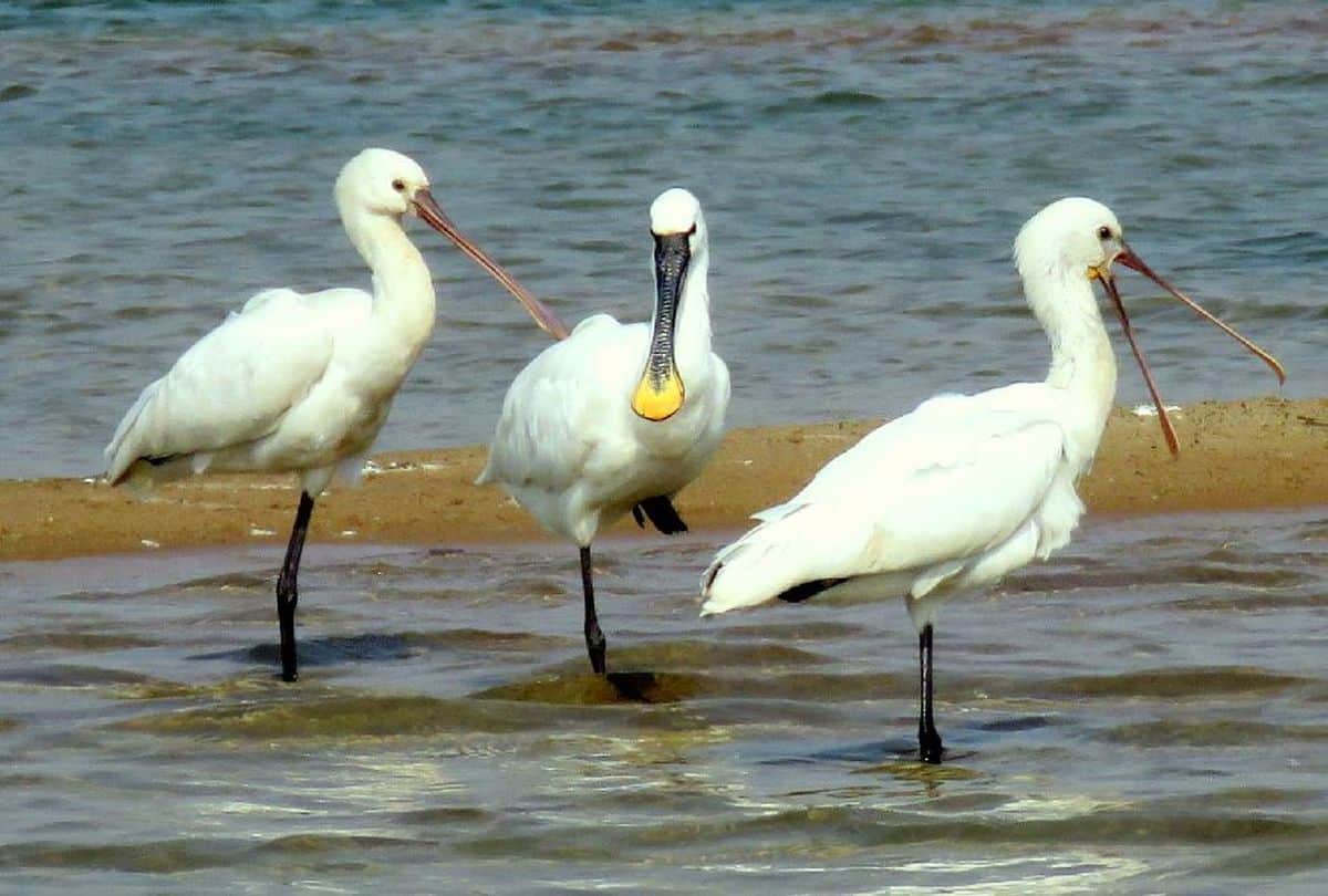 know why does bird flu often come in india