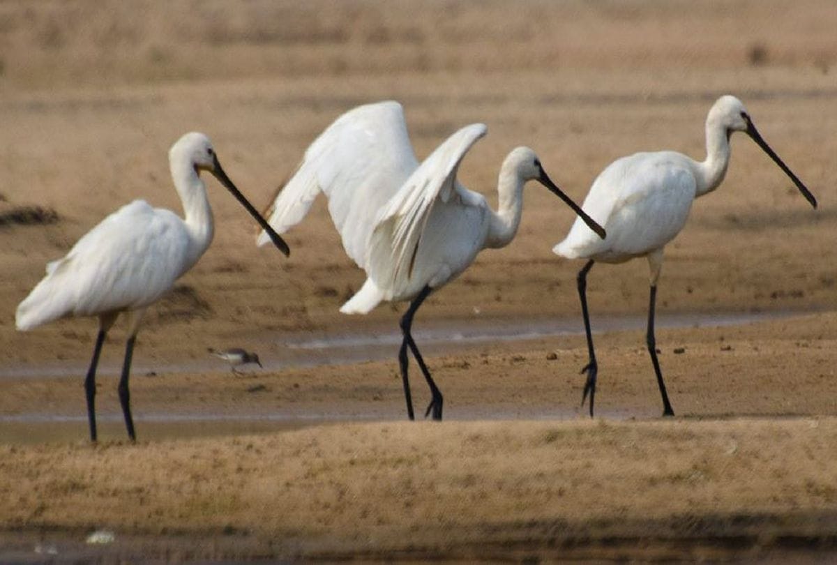 Know About Spoonbill Birds Came In Chambal Sanctuary
