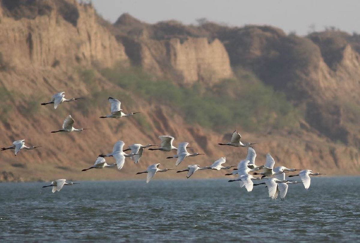 urbanization has changed the habits of birds migratory birds are avoiding cities