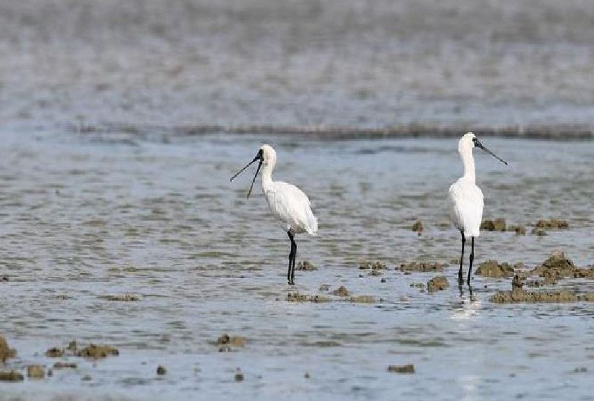 Know About Spoonbill Birds Came In Chambal Sanctuary