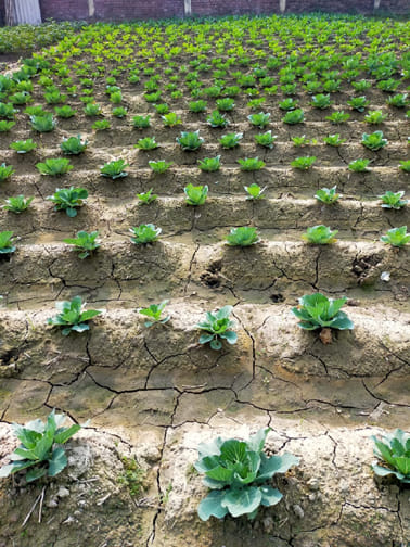 Organic farming will take care of the soil, health will be healthy