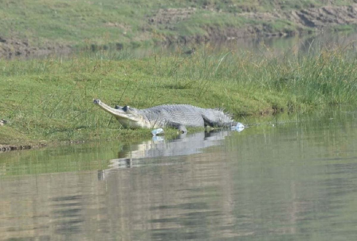 alligators coming out on the banks of Chambal river to sunbathe