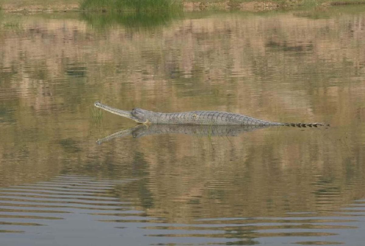 alligators coming out on the banks of Chambal river to sunbathe