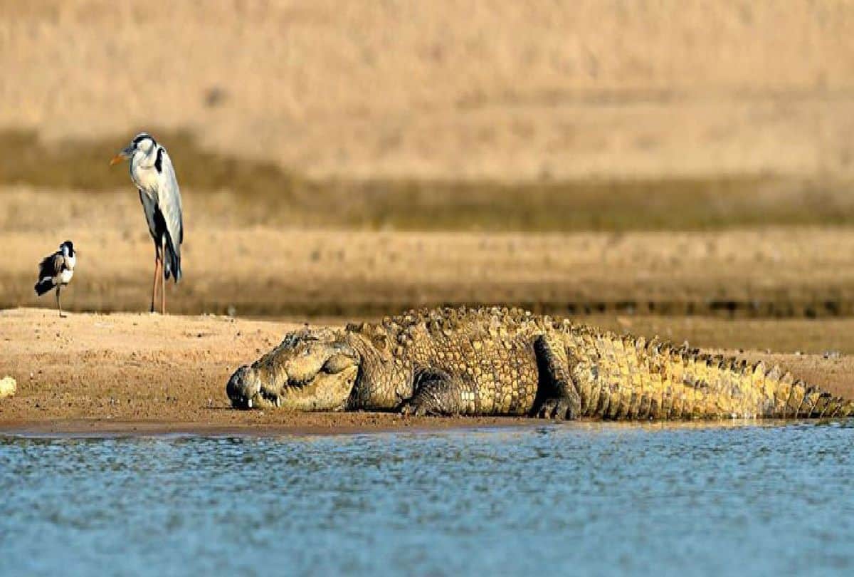 Crocodile Increased In Chambal Century
