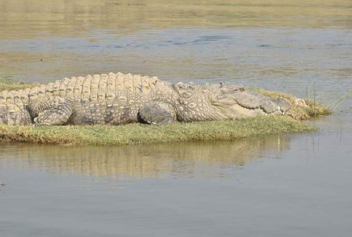 Crocodile Increased In Chambal Century