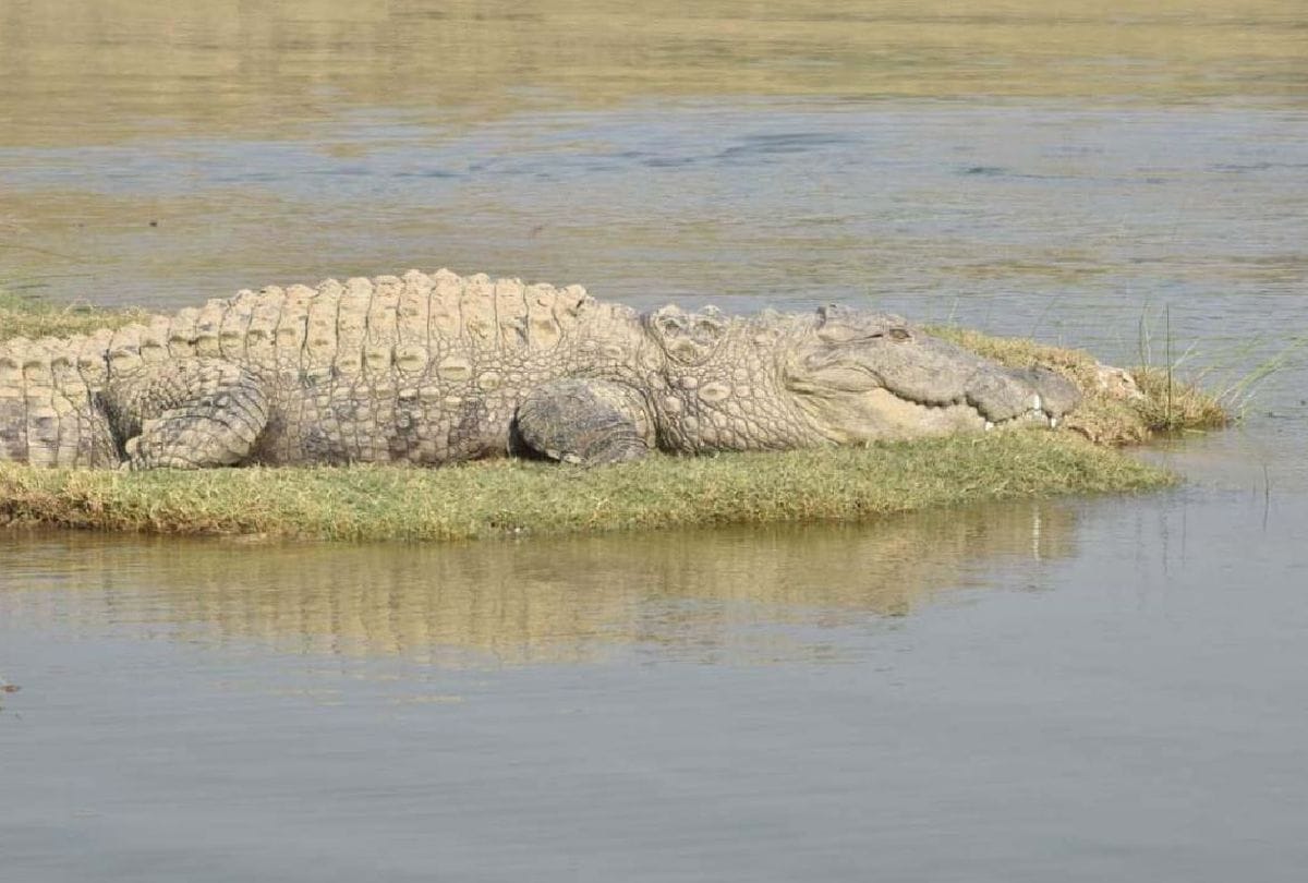 Child body found trapped in UP's Peta Dam, crocodile ate one hand and one leg, See Photos