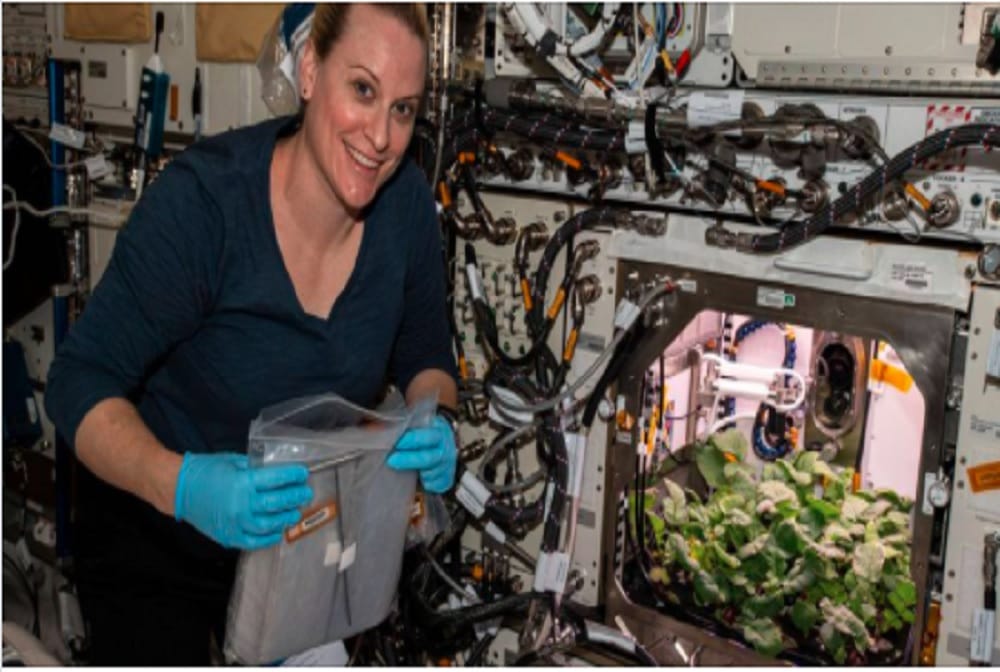NASA astronaut harvests first radish crop ever on International Space Station