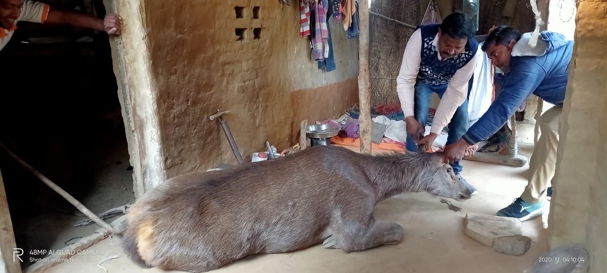 Injured reindeer died due to dog attack