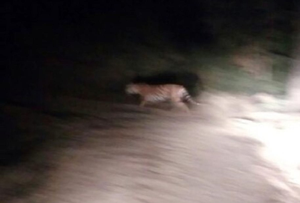 Tiger in Katri for 20 days in farrukhabad