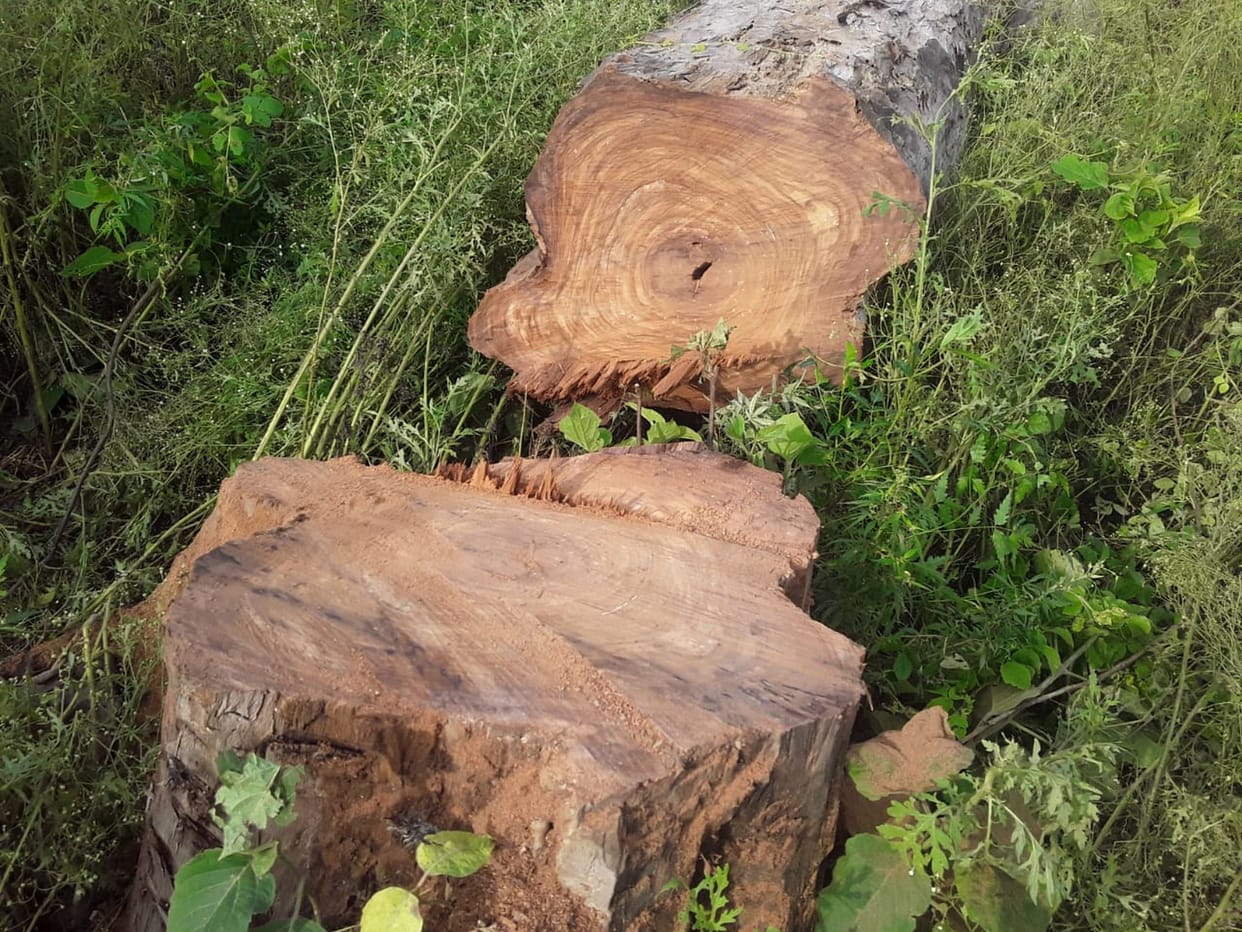 Forest department failed to stop the felling of trees