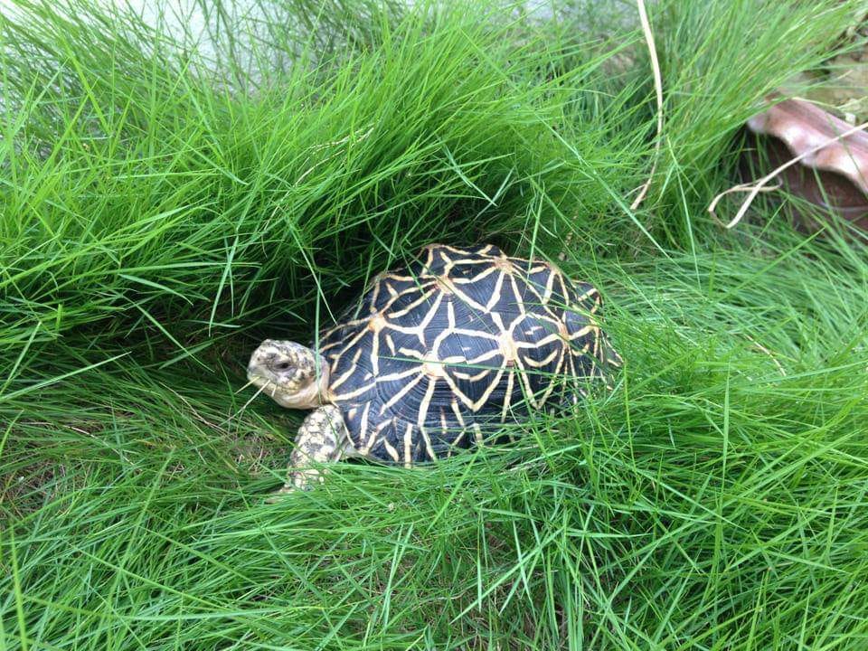 World Turtule Day 2021:  history importance and meaning of world turtle day in hindi