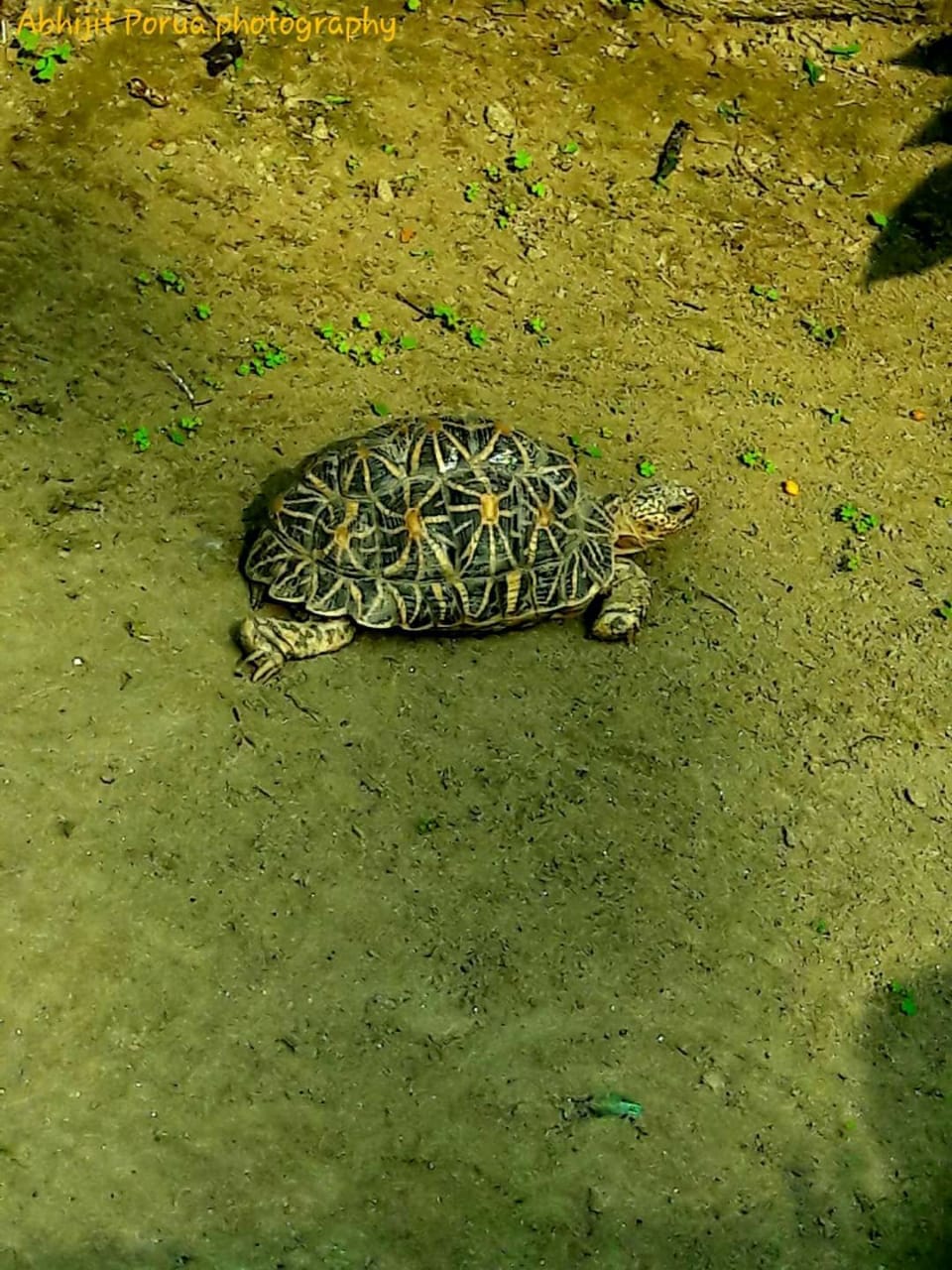 maharashtra couple found rare india star turtle, know why its so special