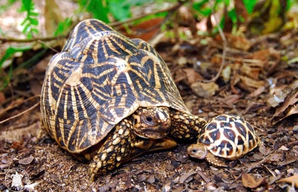 maharashtra couple found rare india star turtle, know why its so special