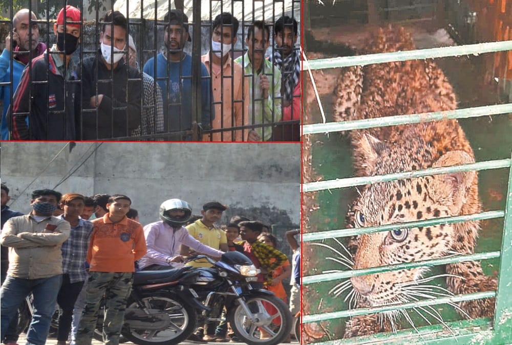 Haridwar News: Public Crowd To See Leopard Hide in Ashram Store Room Photos