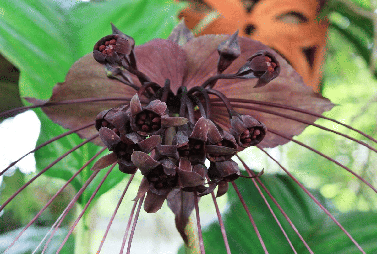 5 most weird plants of the world that is looking very strange
