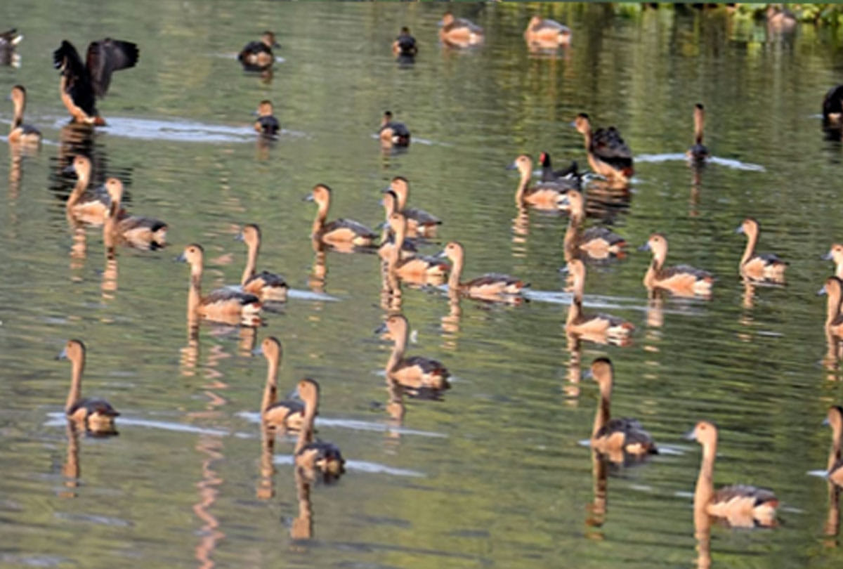 Uttarakhand News: All the hurdles in Kumaon biggest zoo-safari removed