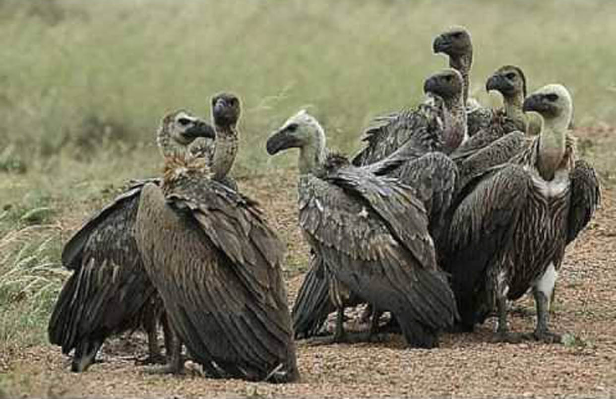 Radio tagging for the first time in the country of extinct vultures