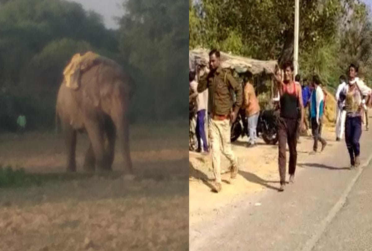 Elephant returning from marriage created trouble in the village