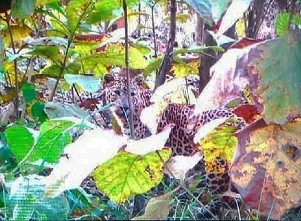 Leopard spotted by tourists