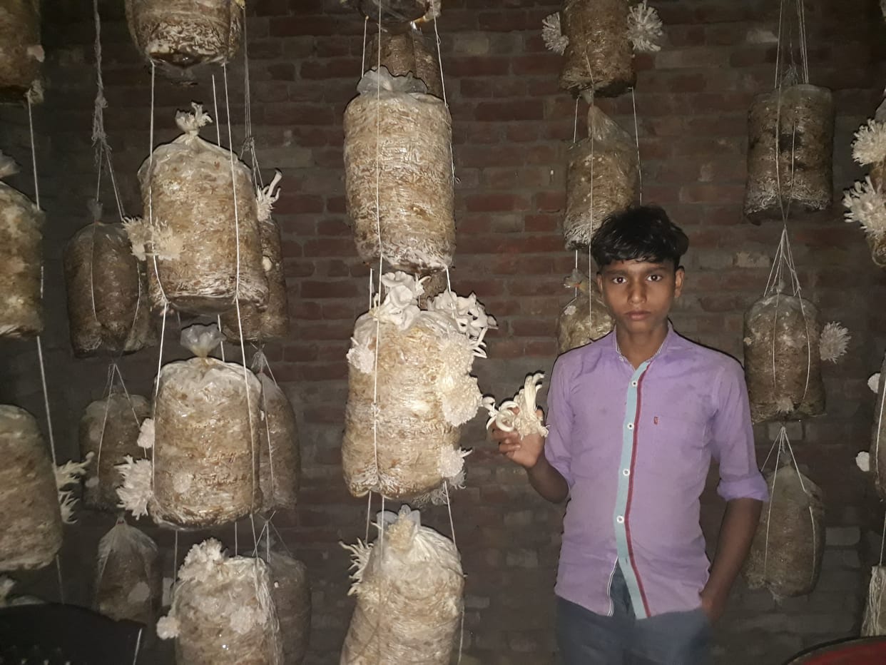 Cultivation of mushroom of oyster species brought recognition