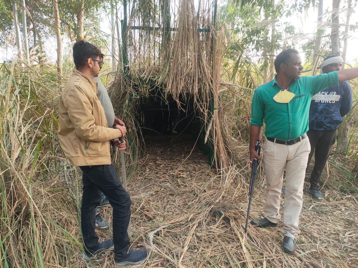 Sugarcane crop hinders tiger catch