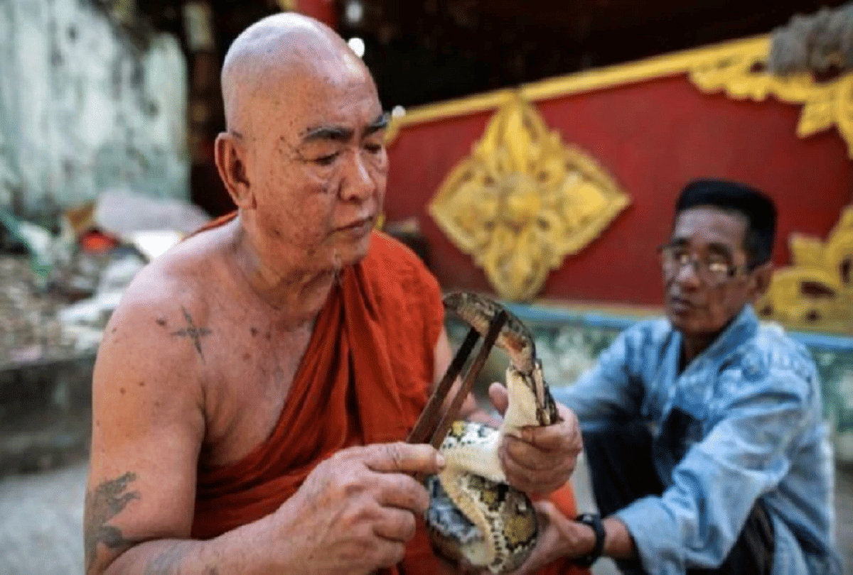 Buddhist monk Viletha Sikata creates refuge for snakes at monastery