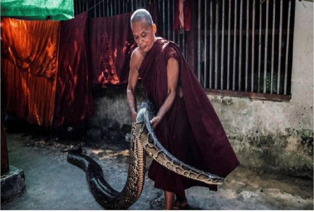 Buddhist monk Viletha Sikata creates refuge for snakes at monastery