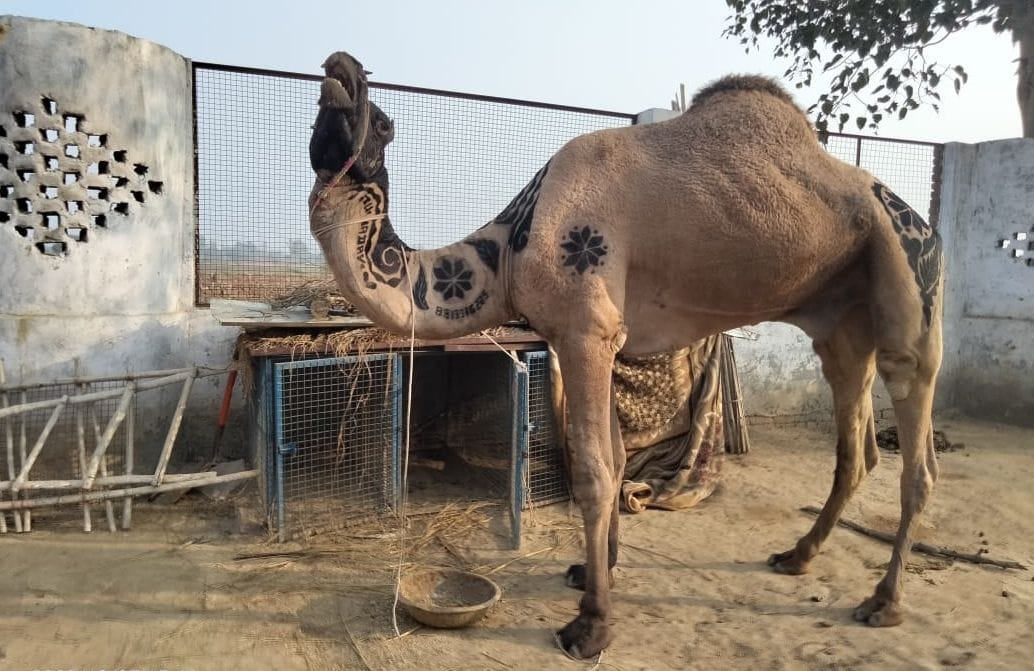 Not allowed to raise in UP, camels were dancing at weddings