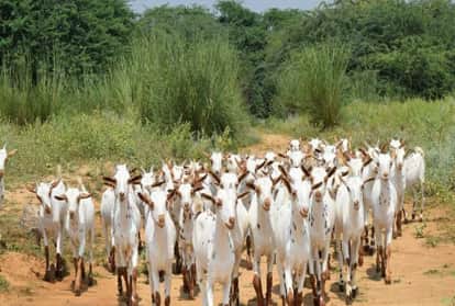 बकरियां, सांकेतिक।