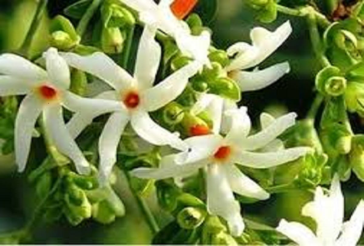 Planting these plants at home brings happiness and prosperity