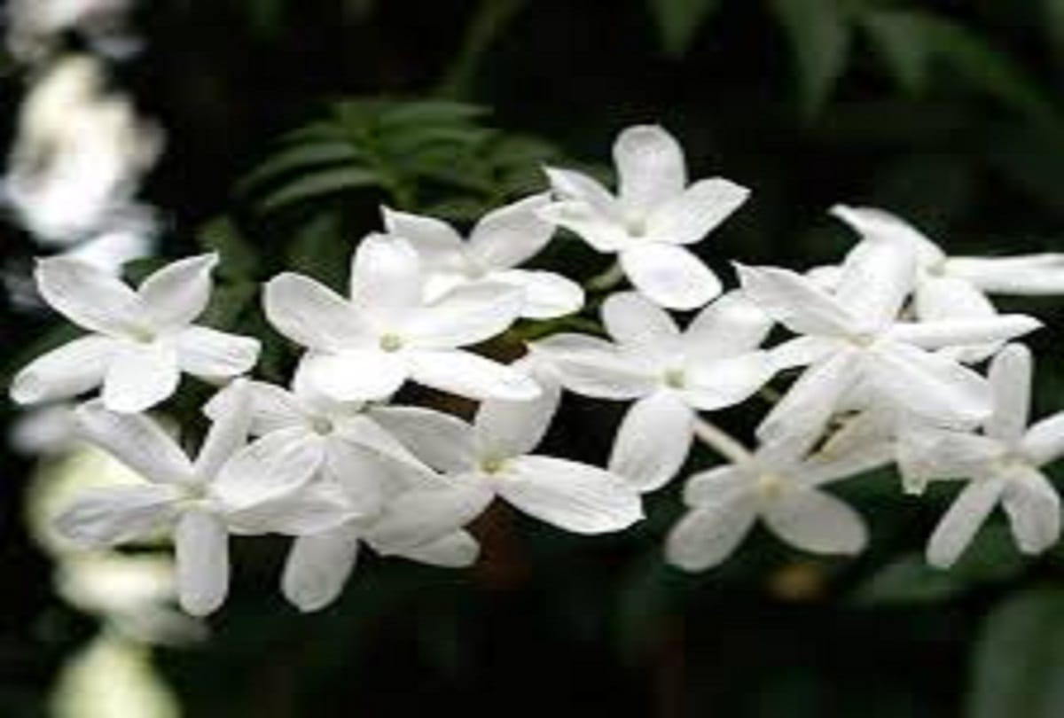 vastu tips for plant at home these plants should not be planted in house