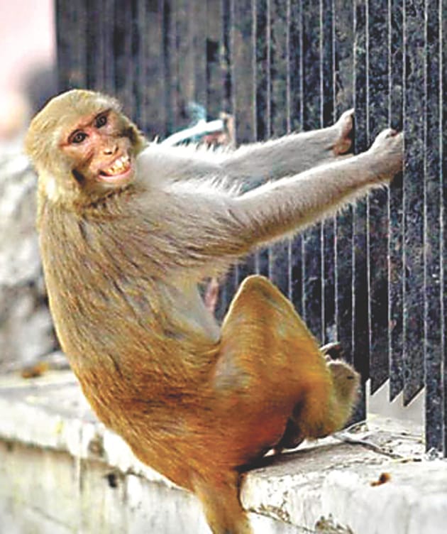 Unleashed dogs, monkey rabid, injection consumption crosses a thousand daily