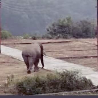 Elephants enter the Barkot population area