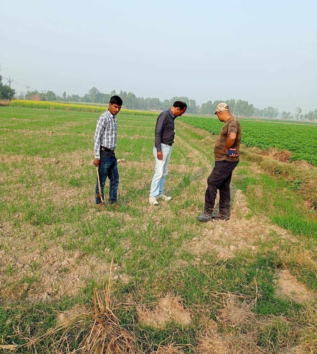 Crop ready, sugarcane farmers helpless
