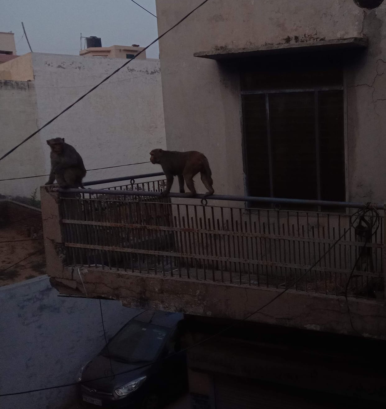 The city council asked the directorate to place a tender to catch 500 monkeys