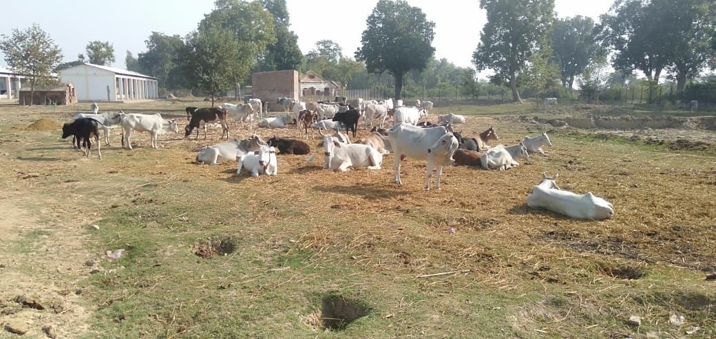 Gaushalas operating amidst the chaos
