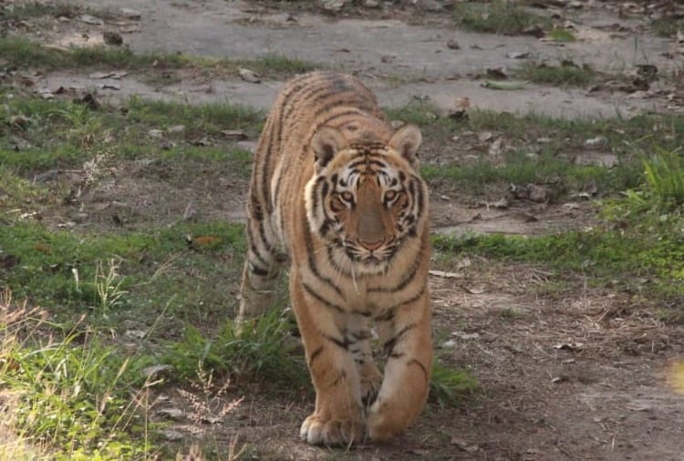 Chhatbir zoo of Punjab to reopen from today for People
